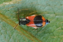 Malachiidae